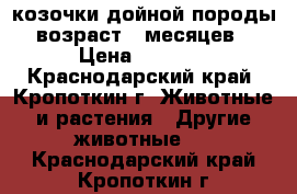 козочки дойной породы возраст 9 месяцев › Цена ­ 3 000 - Краснодарский край, Кропоткин г. Животные и растения » Другие животные   . Краснодарский край,Кропоткин г.